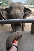 Elephant Nature Park, Thailand.